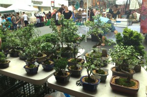 A little bonsai garden in the middle of NYC