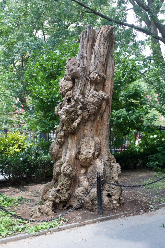 This knotty old tree stump seems to be a mini-tourist attraction within the park. I found myself looking at all its twists and turns for several minutes.