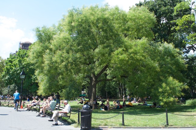 This was my favorite – a lovely sweeping tree that provided the perfect amount of shade. Does anyone know what kind it is?