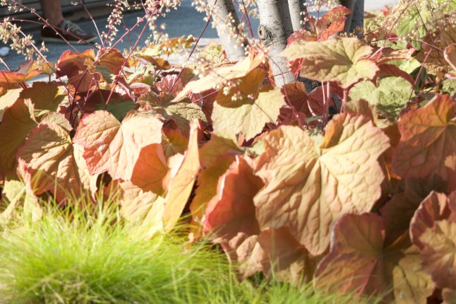 A touch of fall has already arrived