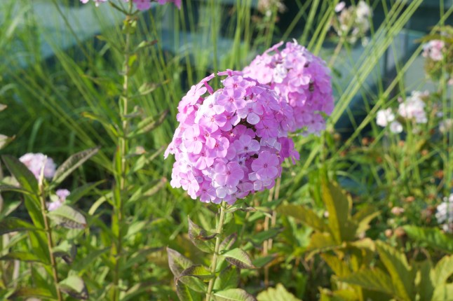 Bright flowers soak in the sunshine